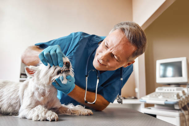 Best Emergency Dental Services for Seniors in Lake Riverside, CA